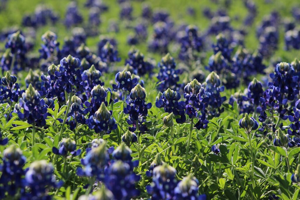 bluebonnets, plant, wildflower-7551312.jpg